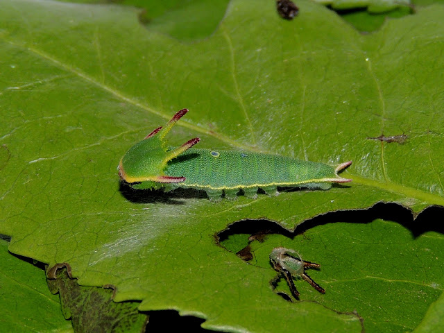 La oruga de Charaxes jasius