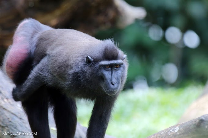Primata Endemik Sulawesi yang Kini Berstatus Kritis