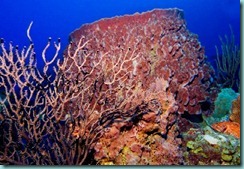 caribbean-barrel-sponge