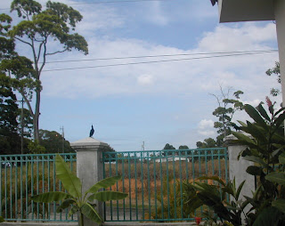 bird on a post, La Ceiba, Honduras