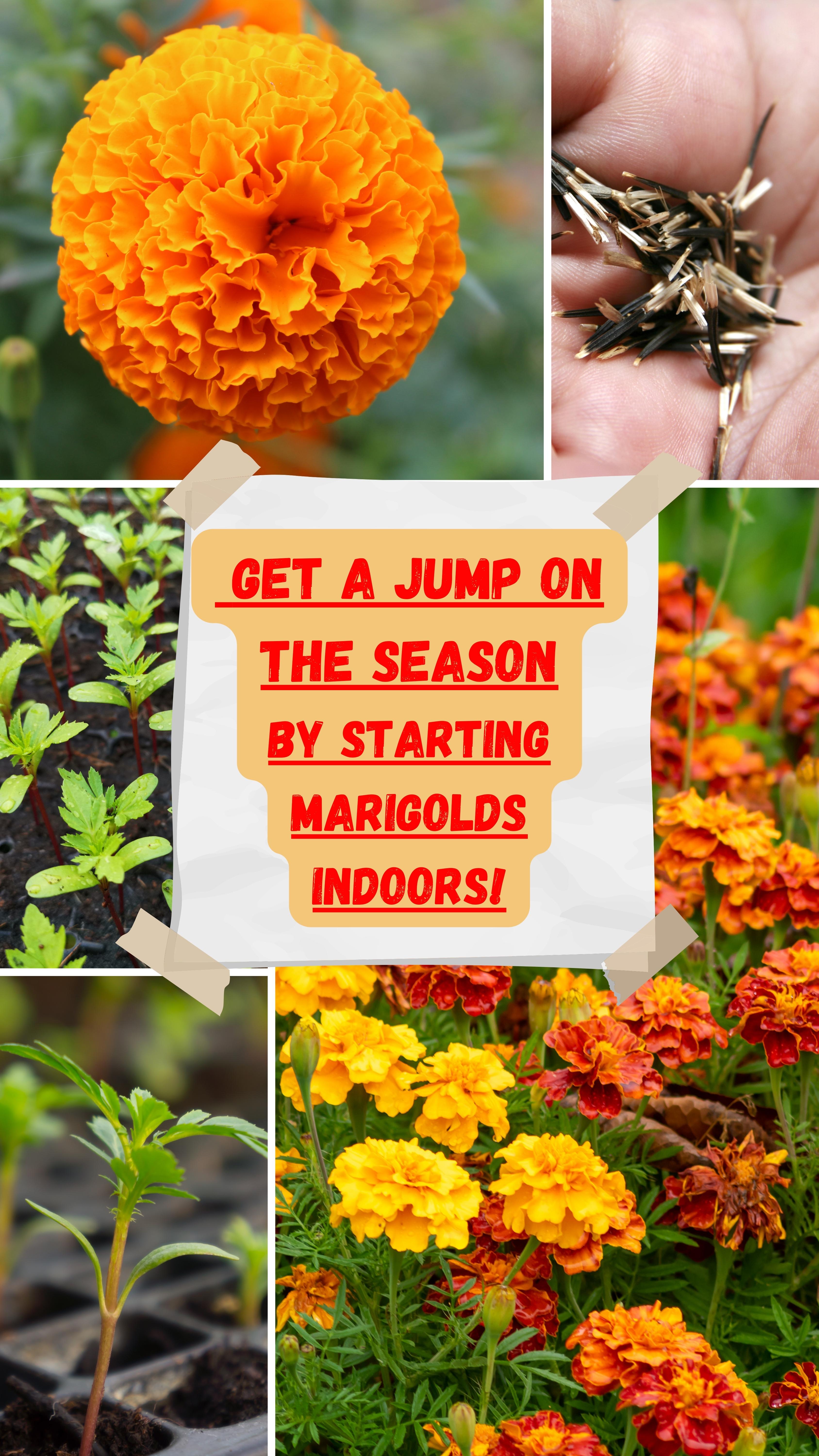 Embarking on the journey of starting marigolds from seeds indoors is not just about growing flowers; it's about cultivating a connection with nature and witnessing the miracle of life unfold in the comfort of your home. As you patiently nurture those tiny seeds into vibrant seedlings, you are not just a gardener; you are an architect of beauty, a co-creator with the earth.