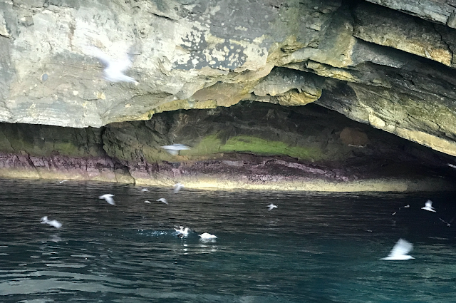 Punta Vicente Roca, Isla Isabela, Islas Galápagos