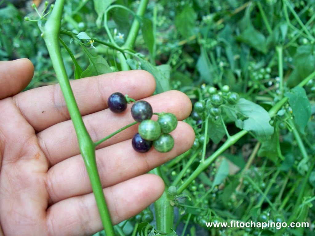 Hierba Mora Solanum Nigrum Fitochapingo