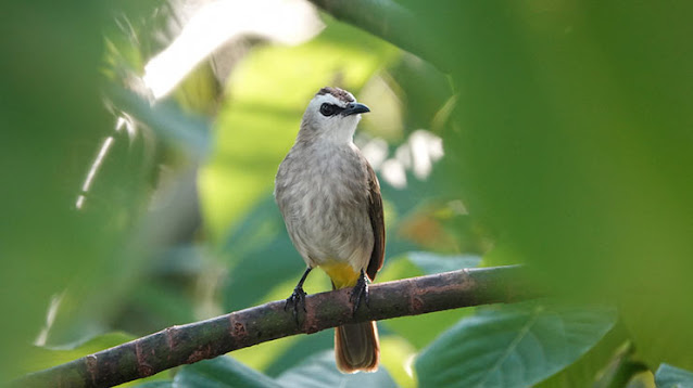 Burung Trucukan