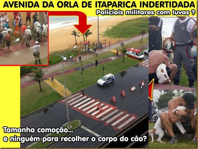 cao-morto-itaparica