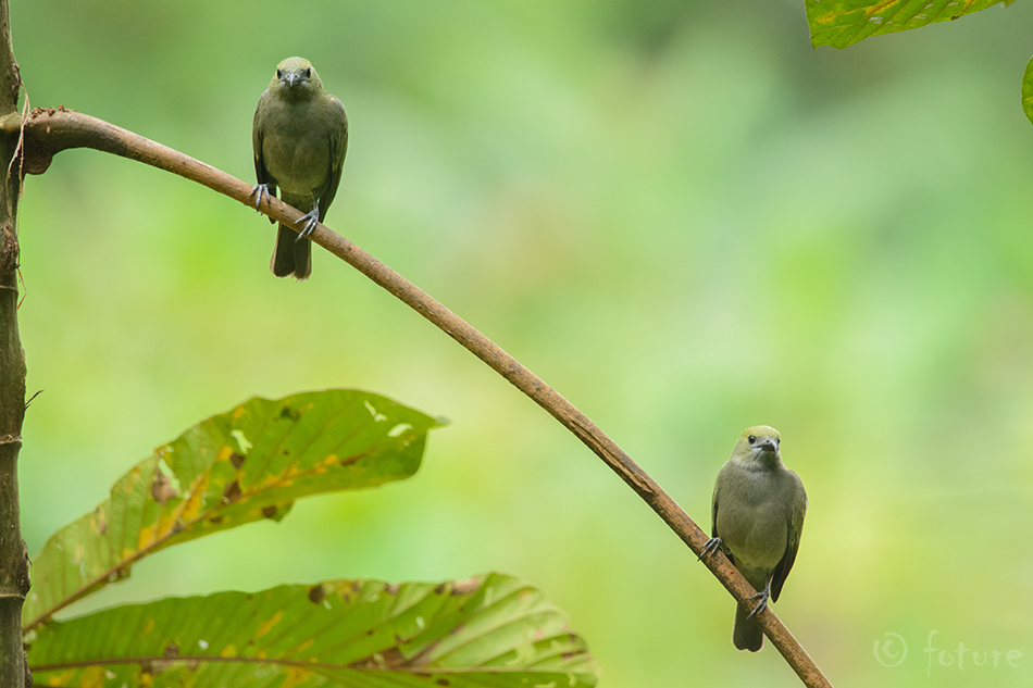 Palmitangara, Thraupis palmarum, Palm Tanager, Tangara