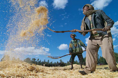 مزارعين يحصدون القمح ويذرّونه من سنبله