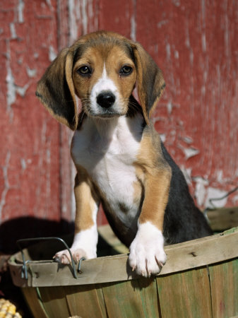 beagle dog