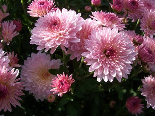 While chrysanthemum flowers hold up against light frosts, be mindful 