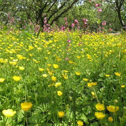 buttercup meadow