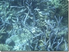 Reef 2
