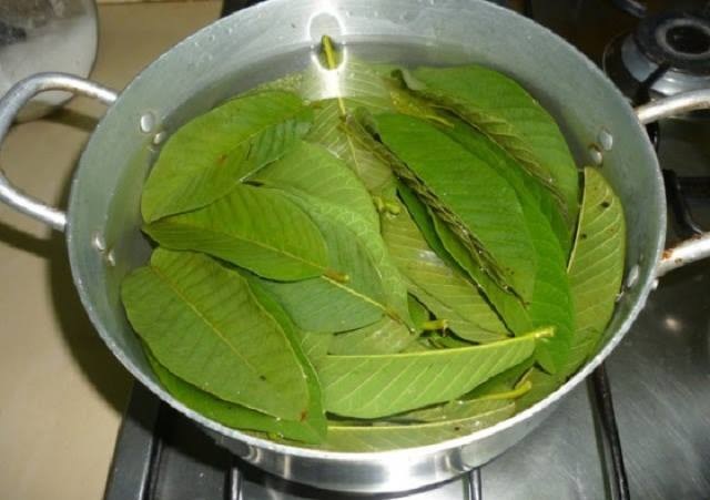 Hair Care: How To Stop Hair Breakage Using Guava Leaves