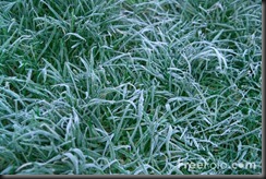 frost