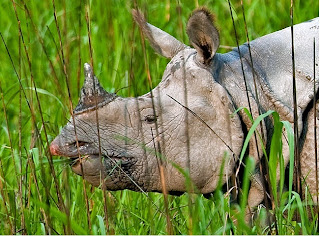 One-horned-rhinoceros-kaziranga