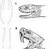 Cara Membedakan Ular Berbisa (Venomous) & Tidak (Unvenomous)