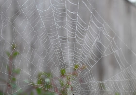 dew spiders web autumn photography 