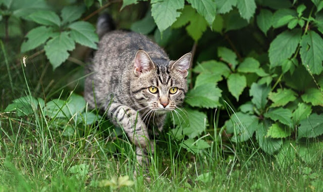 cat pooping in neighbours garden why?