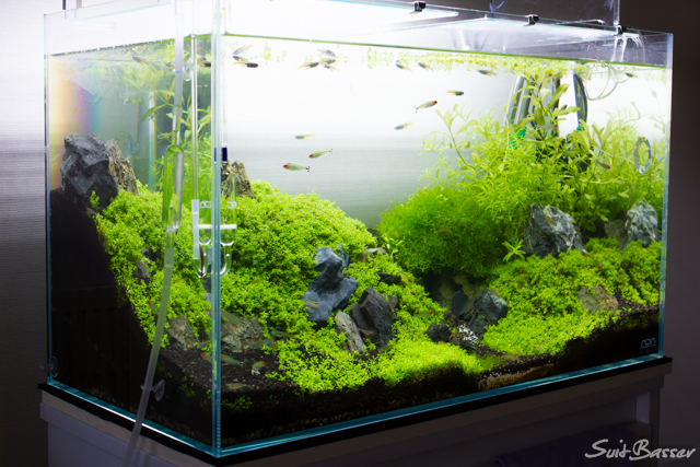 ミスト式 キューバパール山岳レイアウト エビと傾斜と土砂崩れ Nature Aquarium Fan