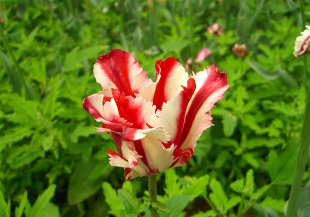 Tulip Flower Pictures