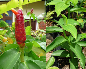 [costus+spicatus+plus+flowers.JPG]