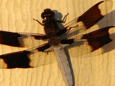 dragonflyonhouse