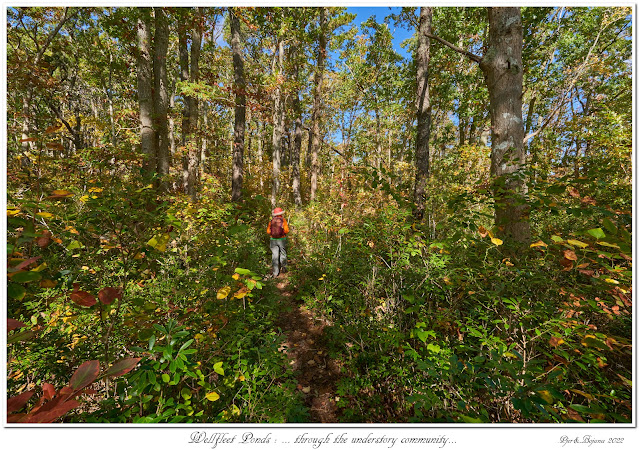 Wellfleet Ponds: ... through the understory community...