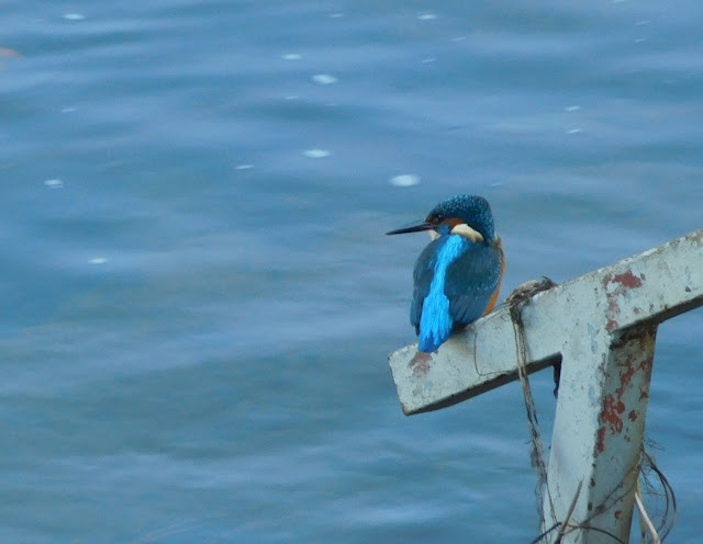 Martín pescador común (Alcedo atthis)