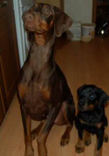 Two Dobermans sitting side by side. Puppy and Adult