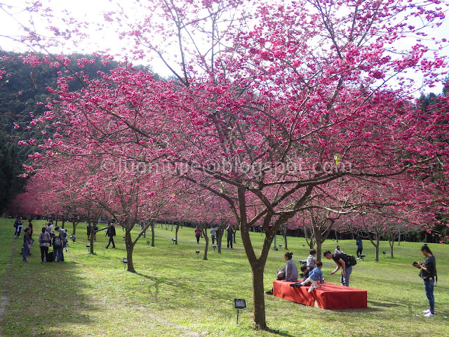 Formosan Aboriginal Culture Village cherry blossom