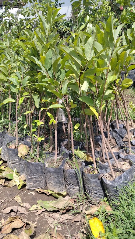 jual tanaman bibit srikaya merah unggul kalimantan barat Maluku