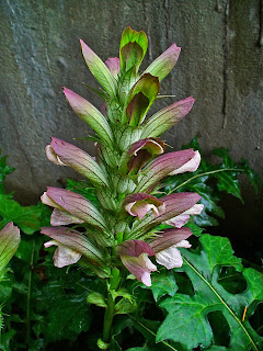 Acanthus Flower