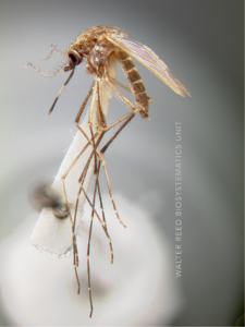 Culex annulostris (Unidade de Biossistemática Walter Reed)