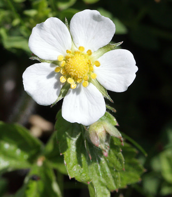 Wild strawberry flower, Fragaria vesca, in High Elms Country Park. 4 May 2011. Taken with a Canon EOS 450D and EF 100mm macro lens, hand held.