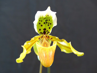 Paphiopedilum exul 