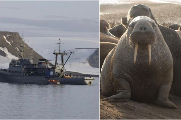  Ngeri, Kapal Laut Angkatan Rusia Ditenggelamkan Walrus yang Murka