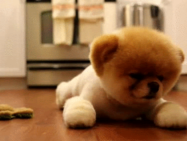 Baby animals cute gif 700440-Baby animals cute videos