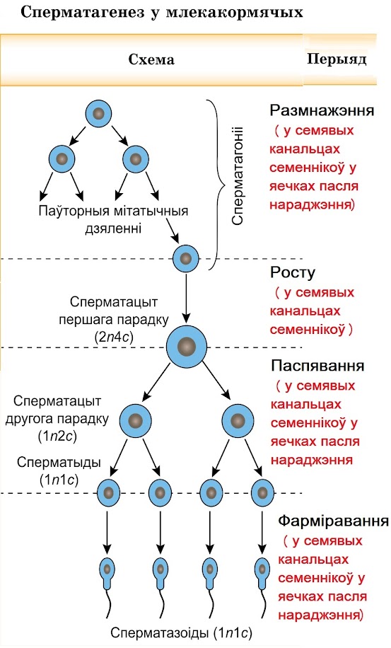 Тыпы размнажэння. Палавое размнажэнне