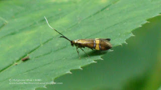 Nemophora degeerella female DSC114807