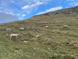 Sheep grazing in the Dales.