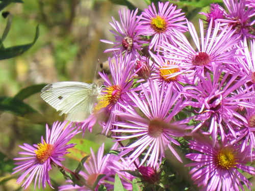 Monarch butterfly on New York ironweed