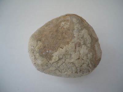 Fossil Tortoise/Turtle egg