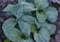 Hosta Blue Elf care