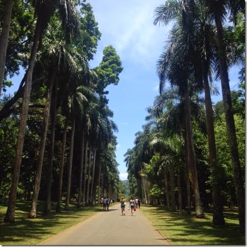 Kandy - Botanic gardens