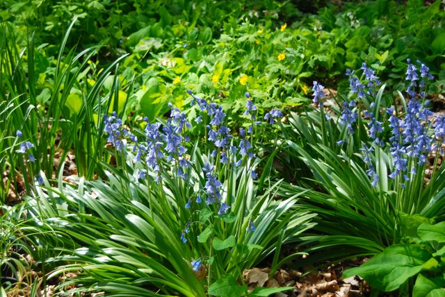 One pretty area in the shade garden is given over to blue and yellow for spring. Spanish bluebells and Celandine poppies (Stylophorum diphyllum) are scattered here and there. 