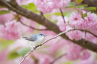 A Blue-gray Gnatcatcher sits perched