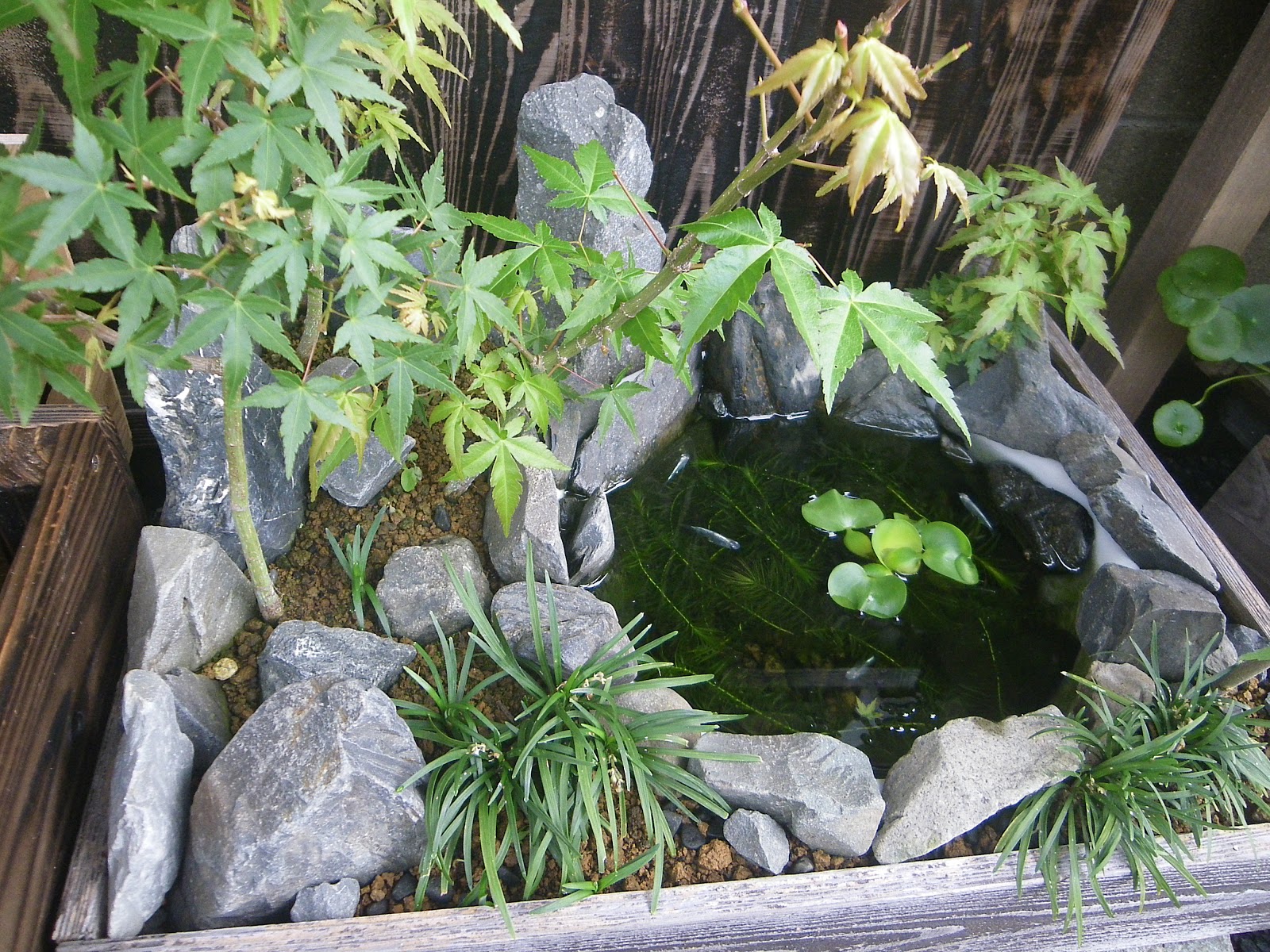 梅雨明けして メダカのビオトープに厳しい夏がやってきました メダカの大工