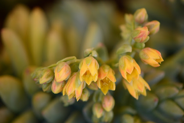 garden bloggers bloom day, gbbd, desert garden, february, small sunny garden, amy myers, sedeveria, harry butterfield