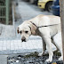 Animales de compañía y ciudadanos encuentran camino para la convivencia Jornada descentralizada de Personería dejó posible solución