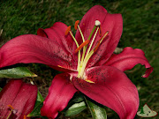 Montezuma Oriental Lily Flower (montezuma )