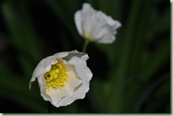 Papaver nudicaule 